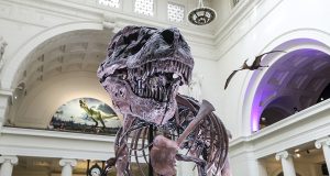 Cool Facts About Giganotosaurus