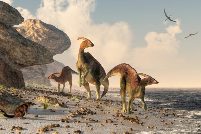 Three parasaurolophus
