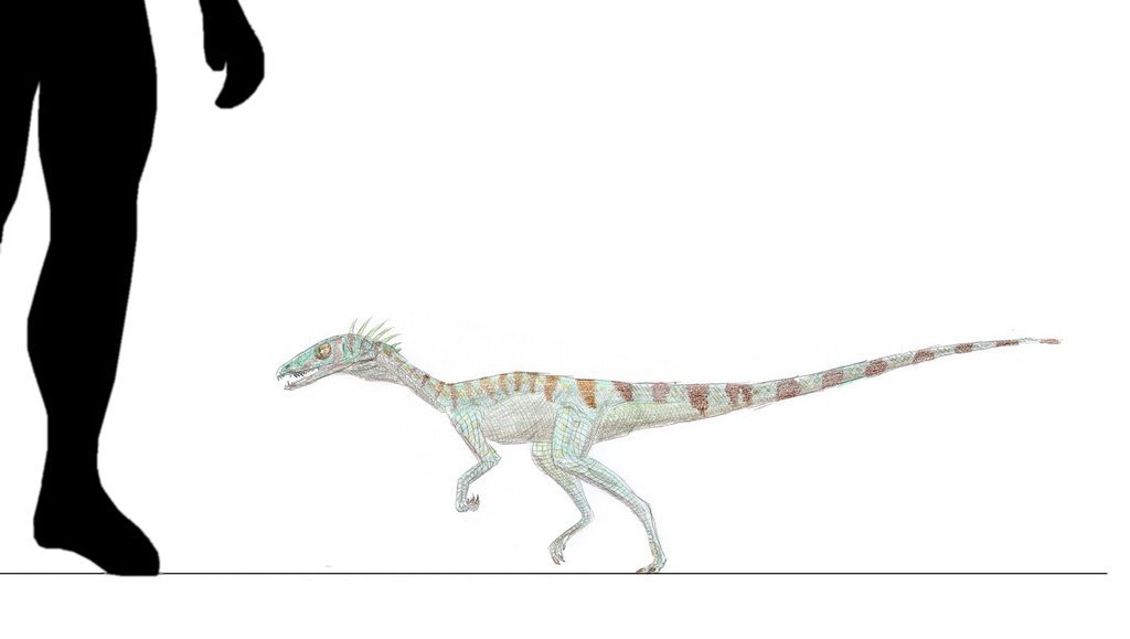 Procompsognathus size