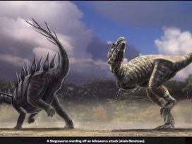 Allosaurus vs. Stegosaurus