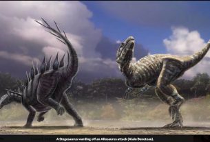 Allosaurus vs. Stegosaurus
