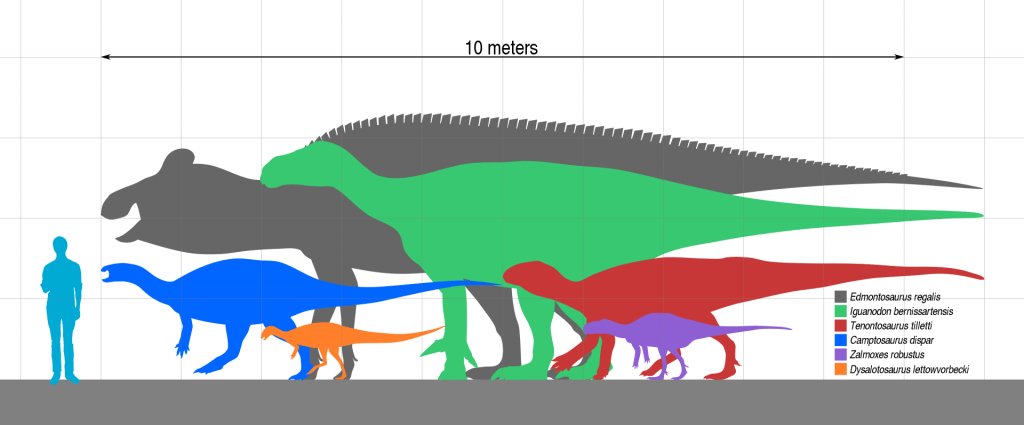 Camptosaurus size
