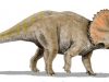 triceratops