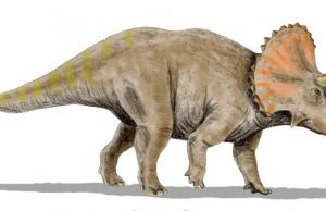 triceratops