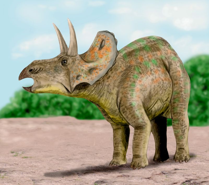 Triceratops